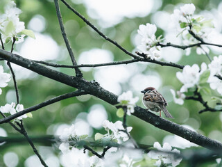 乒乓球发球技巧
